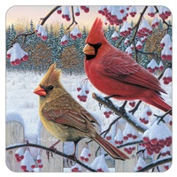 Winter Cardinals