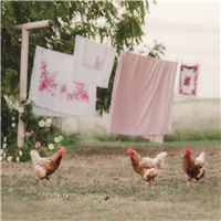 Rooster Clothesline