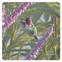 Anna's Hummingbird