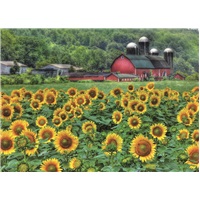 Sunflower Field Farm